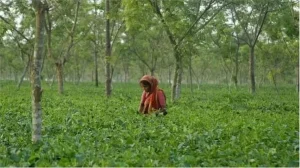 আশার আলো দেখছেন পঞ্চগড়ের চা চাষীরা